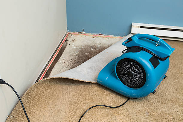 Best Local water damage restoration  in Roosevelt, NY
